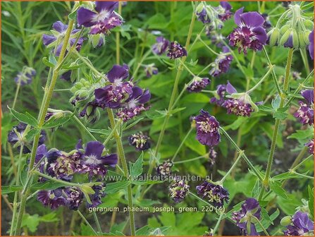 Geranium phaeum &#039;Joseph Green&#039; | Donkere ooievaarsbek, Ooievaarsbek, Tuingeranium, Geranium | Brauner Storchschnabel 