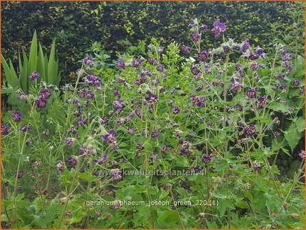 Geranium phaeum &#039;Joseph Green&#039; | Donkere ooievaarsbek, Ooievaarsbek, Tuingeranium, Geranium | Brauner Storchschnabel 