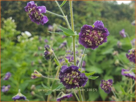 Geranium phaeum &#039;Joseph Green&#039; | Donkere ooievaarsbek, Ooievaarsbek, Tuingeranium, Geranium | Brauner Storchschnabel 