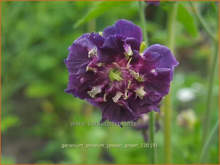 Geranium phaeum &#039;Joseph Green&#039; | Donkere ooievaarsbek, Ooievaarsbek, Tuingeranium, Geranium | Brauner Storchschnabel 