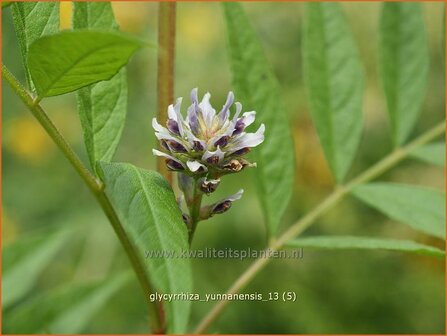 Glycyrrhiza yunnanensis | Chinees zoethout, Zoethout | Chinesisches S&uuml;&szlig;holz | Yunnan Licorice