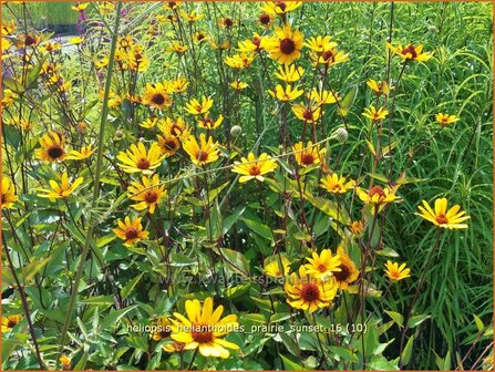 Heliopsis helianthoides &#039;Prairie Sunset&#039; | Zonneoog | Gew&ouml;hnliches Sonnenauge | Rough Heliopsis