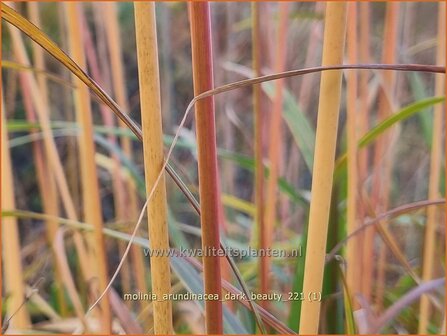 Molinia arundinacea &#039;Dark Beauty&#039; | Pijpenstrootje | Hohes Pfeifengras | Tall Purple Moorgrass