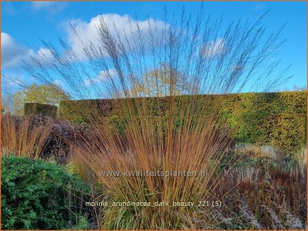 Molinia arundinacea &#039;Dark Beauty&#039; | Pijpenstrootje | Hohes Pfeifengras | Tall Purple Moorgrass