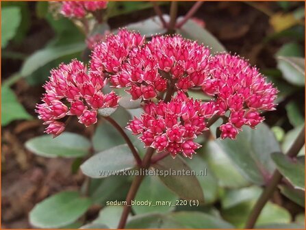 Sedum &#039;Bloody Mary&#039; | Hemelsleutel, Vetkruid | Fettblatt | Stonecrop