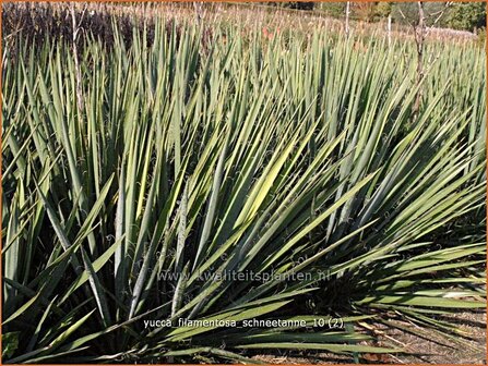 Yucca filamentosa &#039;Schneetanne&#039; | Vezelpalmlelie, Vezelyucca, Palmlelie | F&auml;dige Palmlilie | Spoonleaf Yucca