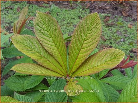 Rodgersia purdomii &#039;Joop Ploeger&#039; | Schout-bij-nacht, Kijkblad | Schaublatt | Rodger&#039;s Flower