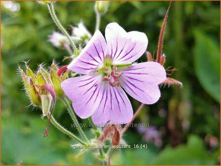 Geranium &#039;Karen Wouters&#039; | Ooievaarsbek, Tuingeranium, Geranium | Storchschnabel | Cranesbill