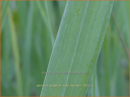 Panicum virgatum &#039;Blue Fountain&#039; | Vingergras, Parelgierst | Rutenhirse | Wand Panic Grass