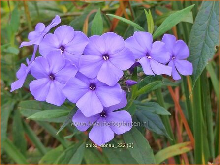 Phlox &#039;Donau&#039; | Hoge vlambloem, Vlambloem, Flox, Floks | Hohe Flammenblume | Border Phlox