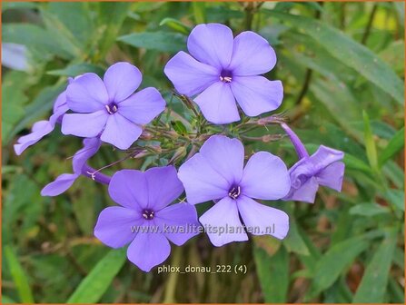 Phlox &#039;Donau&#039; | Hoge vlambloem, Vlambloem, Flox, Floks | Hohe Flammenblume | Border Phlox