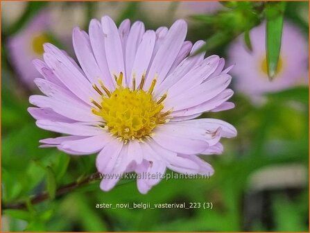 Aster &#039;Vasterival&#039; | Aster | Aster | Aster