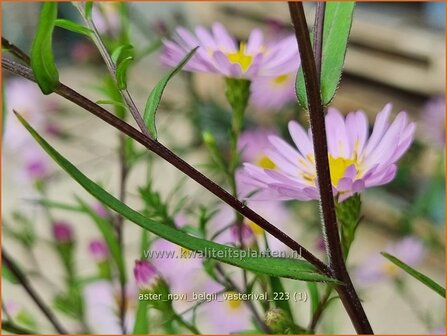 Aster &#039;Vasterival&#039; | Aster | Aster | Aster