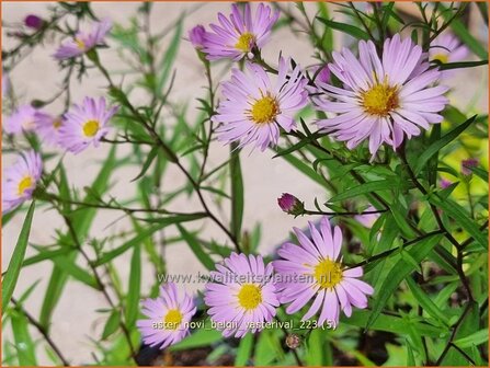 Aster &#039;Vasterival&#039; | Aster | Aster | Aster