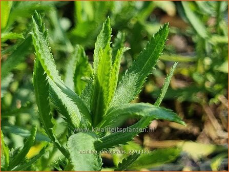 Achillea decolorans | Tuinbertram, Duizendblad | Muskatgarbe | Serrated Yarrow