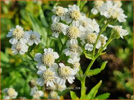 Achillea decolorans | Tuinbertram, Duizendblad | Muskatgarbe | Serrated Yarrow