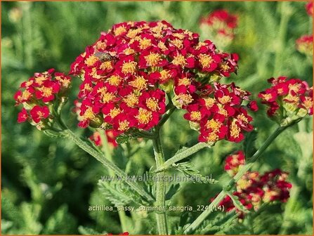 Achillea &#039;Sassy Summer Sangria&#039; | Duizendblad | Garbe | Yarrow