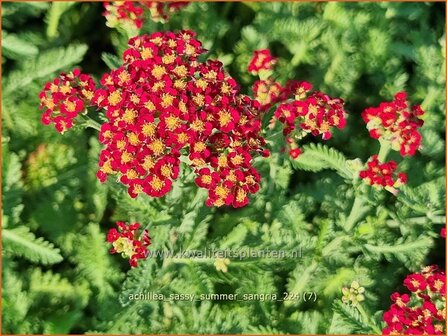 Achillea &#039;Sassy Summer Sangria&#039; | Duizendblad | Garbe | Yarrow