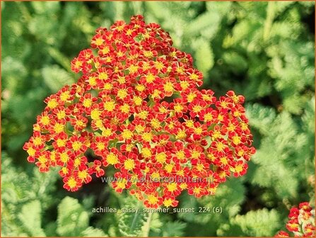 Achillea &#039;Sassy Summer Sunset&#039; | Duizendblad | Garbe | Yarrow