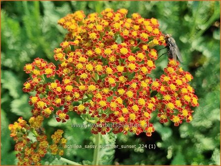 Achillea &#039;Sassy Summer Sunset&#039; | Duizendblad | Garbe | Yarrow