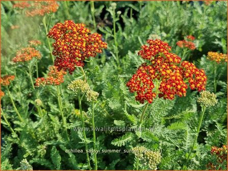 Achillea &#039;Sassy Summer Sunset&#039; | Duizendblad | Garbe | Yarrow