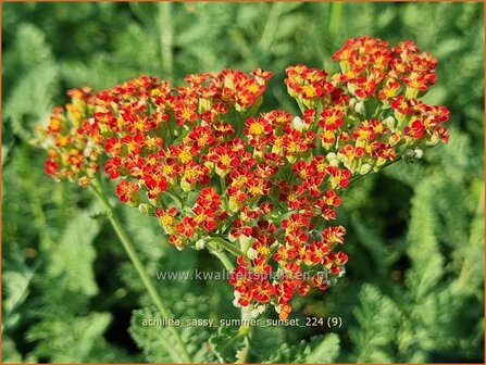 Achillea &#039;Sassy Summer Sunset&#039; | Duizendblad | Garbe | Yarrow