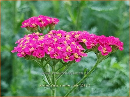 Achillea &#039;Sassy Summer Taffy&#039; | Duizendblad | Garbe | Yarrow