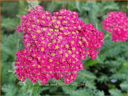 Achillea &#039;Sassy Summer Taffy&#039; | Duizendblad | Garbe | Yarrow