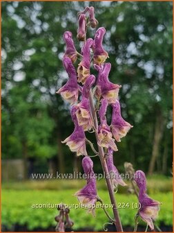 Aconitum &#039;Purple Sparrow&#039; | Monnikskap | Eisenhut | Monkshood