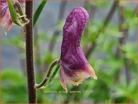 Aconitum &#039;Purple Sparrow&#039; | Monnikskap | Eisenhut | Monkshood