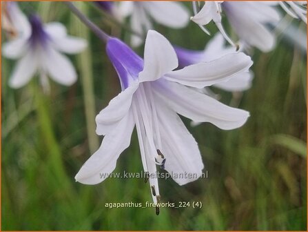 Agapanthus &#039;Fireworks&#039; | Afrikaanse lelie, Kaapse lelie, Liefdesbloem, Blauwe tuberoos | Schmucklilie | African Lily