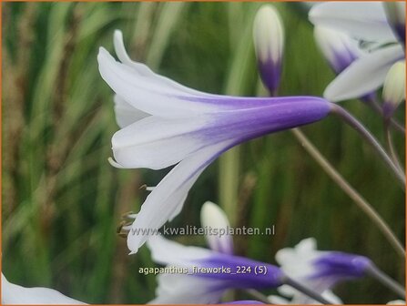 Agapanthus &#039;Fireworks&#039; | Afrikaanse lelie, Kaapse lelie, Liefdesbloem, Blauwe tuberoos | Schmucklilie | African Lily