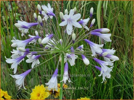 Agapanthus &#039;Fireworks&#039; | Afrikaanse lelie, Kaapse lelie, Liefdesbloem, Blauwe tuberoos | Schmucklilie | African Lily