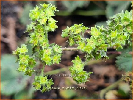 Alchemilla caucasica | Kaukasische vrouwenmantel, Vrouwenmantel | Kaukasus-Frauenmantel | Caucasian Lady&#039;s Mantle