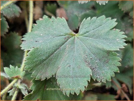 Alchemilla caucasica | Kaukasische vrouwenmantel, Vrouwenmantel | Kaukasus-Frauenmantel | Caucasian Lady&#039;s Mantle