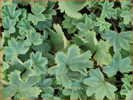 Alchemilla taurica &#039;G&uuml;m&uuml;shane&#039; | Vrouwenmantel | Frauenmantel | Lady&#039;s Mantle