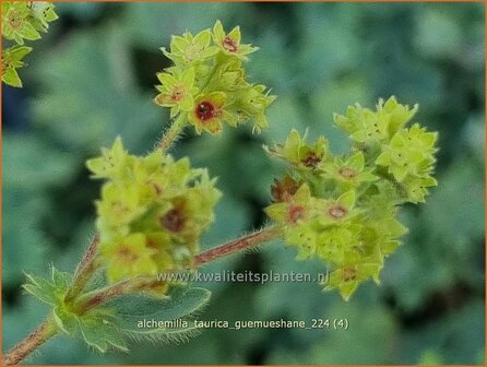 Alchemilla taurica &#039;G&uuml;m&uuml;shane&#039; | Vrouwenmantel | Frauenmantel | Lady&#039;s Mantle