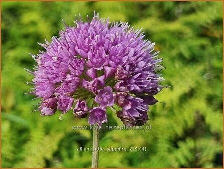 Allium &#039;Little Sapphire&#039; | Amerikaanse look, Sierui, Look | Nickender Lauch | Lady&#039;s Leek