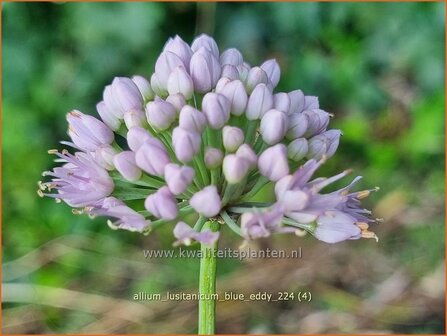 Allium lusitanicum &#039;Blue Eddy&#039; | Sierui, Look | Berg-Lauch | Mountain Garlic