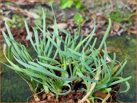 Allium lusitanicum &#039;Blue Eddy&#039; | Sierui, Look | Berg-Lauch | Mountain Garlic