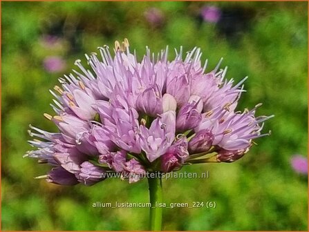 Allium lusitanicum &#039;Lisa Green&#039; | Sierui, Look | Berg-Lauch | Mountain Garlic