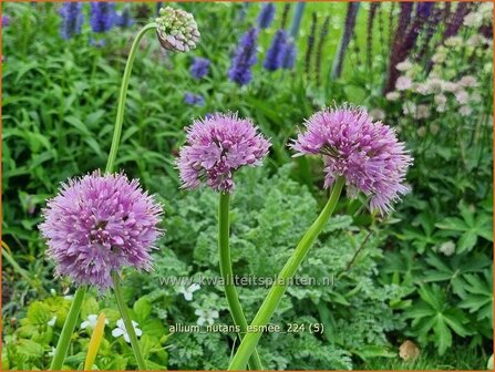 Allium nutans &#039;Esmee&#039; | Siberisch bieslook, Look | Sibirischer Knoblauch | Siberian Chives