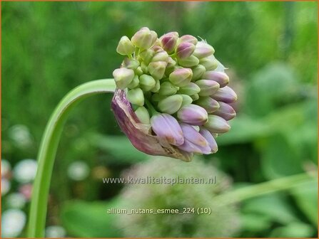 Allium nutans &#039;Esmee&#039; | Siberisch bieslook, Look | Sibirischer Knoblauch | Siberian Chives