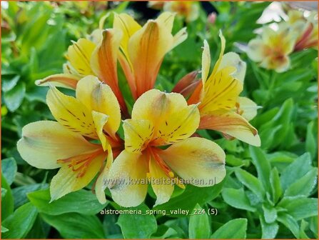 Alstroemeria &#039;Spring Valley&#039; | Incalelie, Peruviaanse lelie | Inkalilie | Peruvian Lily