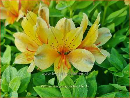 Alstroemeria &#039;Spring Valley&#039; | Incalelie, Peruviaanse lelie | Inkalilie | Peruvian Lily