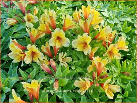 Alstroemeria &#039;Spring Valley&#039; | Incalelie, Peruviaanse lelie | Inkalilie | Peruvian Lily