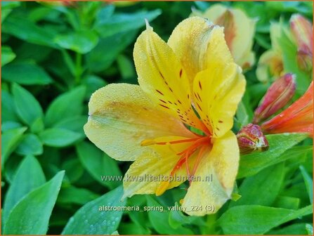 Alstroemeria &#039;Spring Valley&#039; | Incalelie, Peruviaanse lelie | Inkalilie | Peruvian Lily