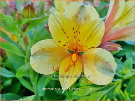 Alstroemeria &#039;Spring Valley&#039; | Incalelie, Peruviaanse lelie | Inkalilie | Peruvian Lily