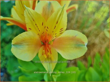 Alstroemeria &#039;Spring Valley&#039; | Incalelie, Peruviaanse lelie | Inkalilie | Peruvian Lily