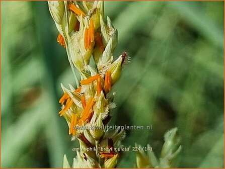 Ammophila breviligulata | Amerikaans helmgras, Helm | Helmgras | American Beach Grass